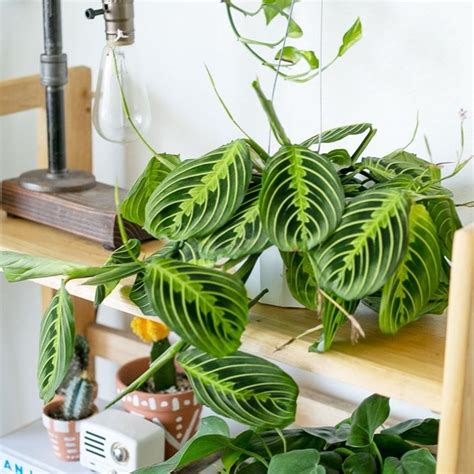 Maranta Leuconeura Cathedral Windows Herringbone Plant Off