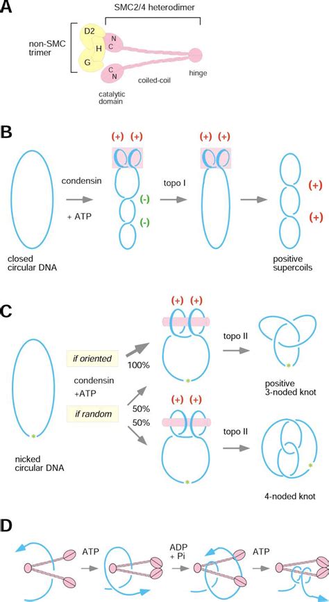 Molecular Architecture And Actions Of Condensin A Subunit Composition