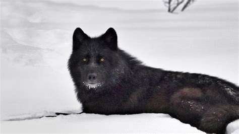 Black Wolf Wallpapers Wallpaper Cave