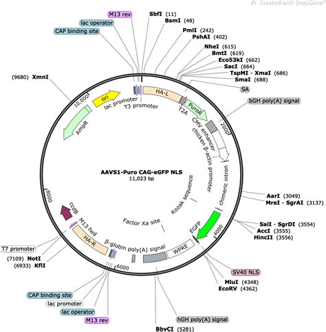 Addgene AAVS1 Puro CAG EGFP NLS