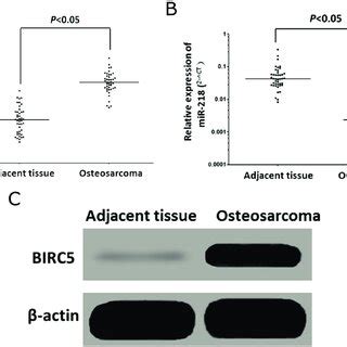 Mir Targeted And Regulated Birc Expression In U Os Cells A