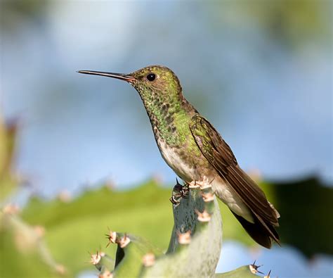 Foto Beija Flor De Garganta Verde Chionomesa Fimbriata Por Paulo