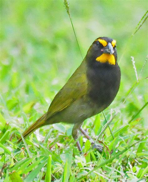 Semillero oliváceo Aves de la ciudad de Querétaro iNaturalist Mexico