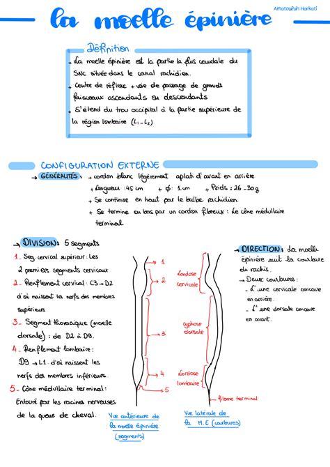 SOLUTION Anatomie De La Moelle Pini Re Studypool