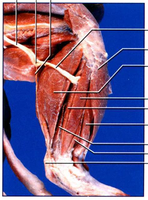 Mink Muscular System Figure 3 22 Superficial Muscles Of The Lateral