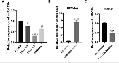 Expression And Transfection Efficiency Of Mir 133b In The Endometrial