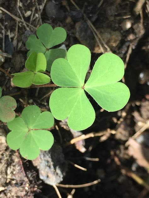 Free Images Tree Nature Leaf Flower Green Botany Flora Clover