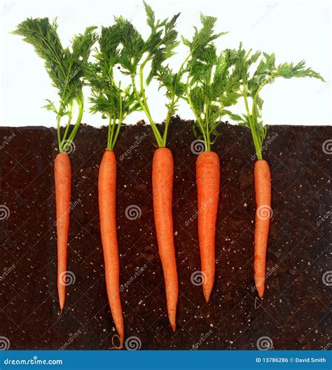 Carrots Growing In Soil Royalty Free Stock Image Image 13786286