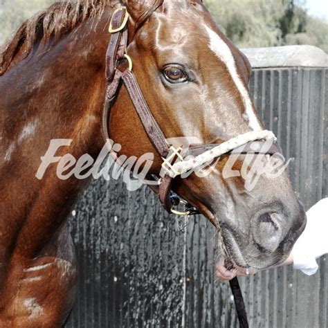 Feeling The Life - Godolphin stables of the Emir. A breakfast with ...