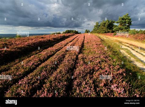 Ashdown Forest Hi Res Stock Photography And Images Alamy