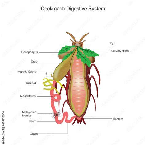 Cockroach Digestive System Cockroach Anatomy Biological Illustration