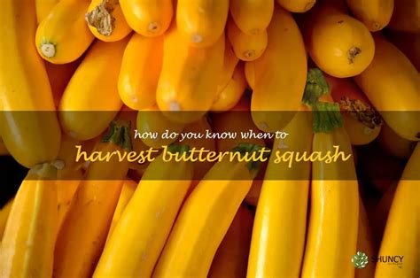 Tips For Harvesting Butternut Squash How To Know When It S Ready ShunCy