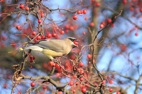 Wildlife Photography and Experiences with Brennan: Cedar Waxwings vs Bohemian Waxwings