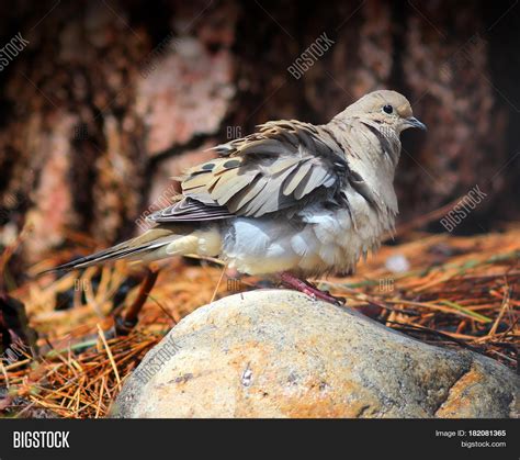 Mourning Dove Fluffing His Feathers Image And Photo Bigstock