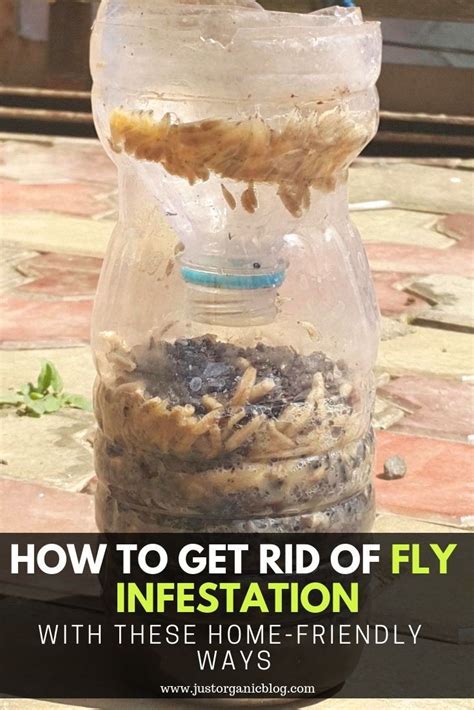 How To Get Rid Of Fly Infestation With These Home Friendly Ways Get