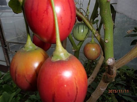 Pomidor Drzewiasty Tamarillo Sadzonka W Doniczce