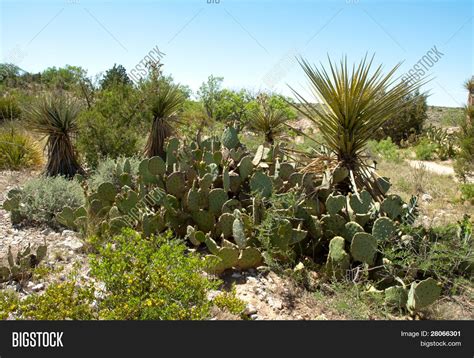 Desert Plants Image & Photo (Free Trial) | Bigstock