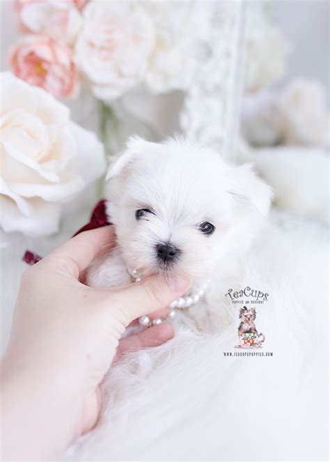 Teacup Maltese Breeders Florida Teacup Puppies Boutique