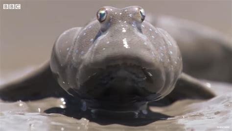 The Mudskipper An Amazing Amphibious Fish The Kid Should See This