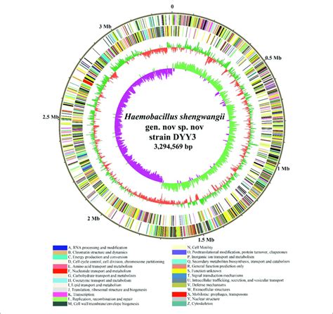 Genome Atlas Of Strain DYY3 The Outer Black Circle Shows The Genome