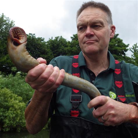 Lamprey Fish Baby