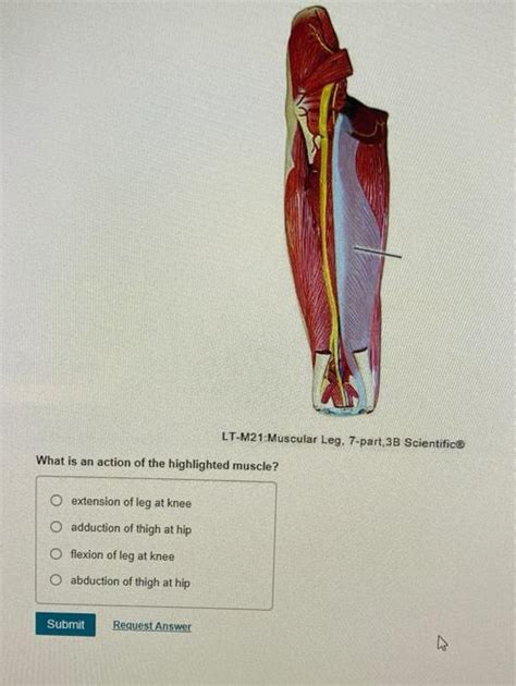 Solved LT M21 Muscular Leg 7 Part 3B Scientific What Is An Chegg