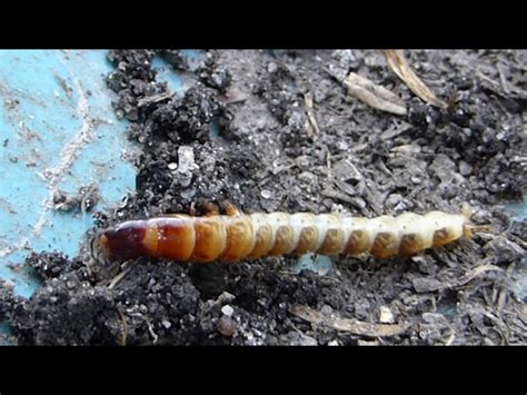 Staphylinidae Larvae