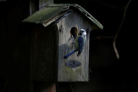 Vroege Vogels Foto Vogels Laatste Zonnestraal Van De Dag