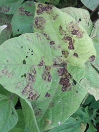 Anthracnose of Blackgram | Pests & Diseases