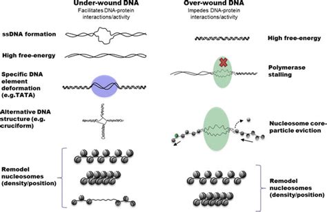 DNA Supercoils Influence DNAprotein Interactions And Catalytic