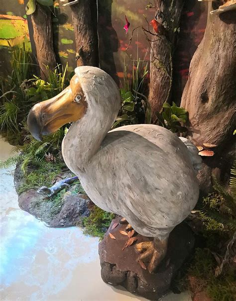 15 Fascinating Facts About Dodo Birds Discover Walks Blog