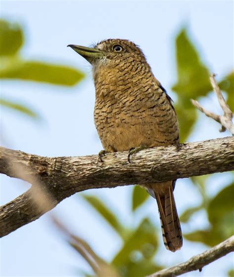 Barred Puffbird Passerine Wildlife Photographer