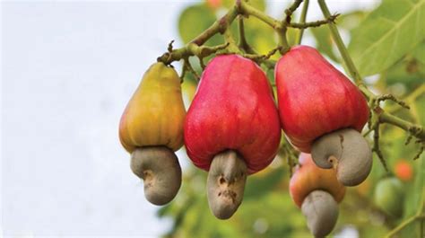 Kollam No More Cashew Capital Kollam No More Cashew Capital