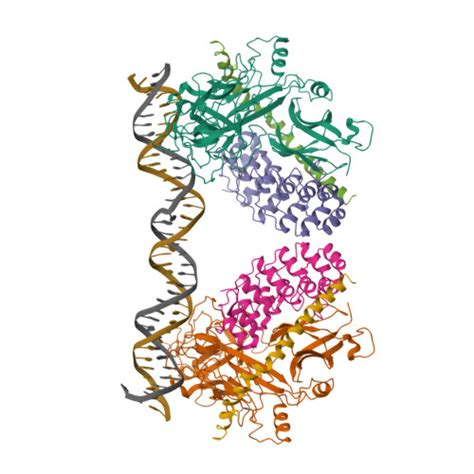 RCSB PDB 3NBN Crystal Structure Of A Dimer Of Notch Transcription