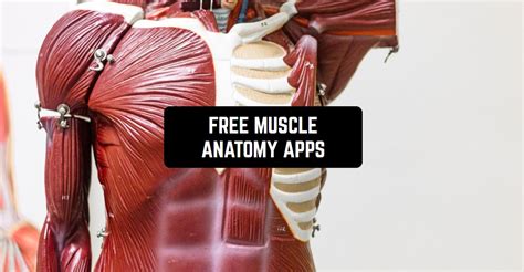 8 Free Muscle Anatomy Apps For Android And Ios Freeappsforme Free Apps For Android And Ios