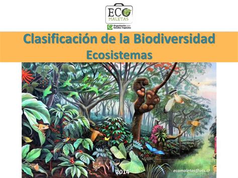 Pdf Clasificaci N De La Biodiversidad Humedad Lluvia Todos