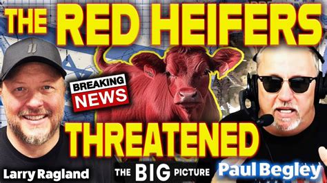 Breaking The Red Heifers Taken Underground In Hiding Youtube