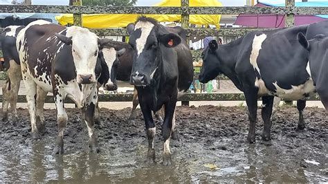 Feira Do Gado Bezerras E Novilhas Capoeiras Pe 30 06 2023 YouTube