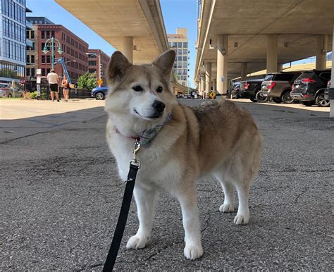 Corgi Husky Mix Horgi Corgsky Facts Guide And Pictures Puplore