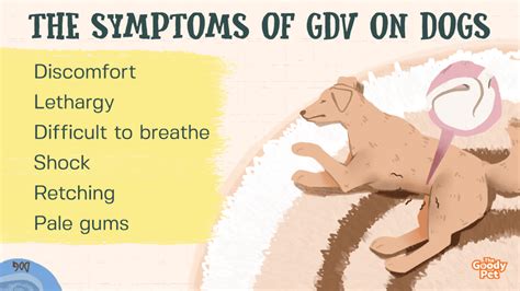 What Causes Dog Gdv