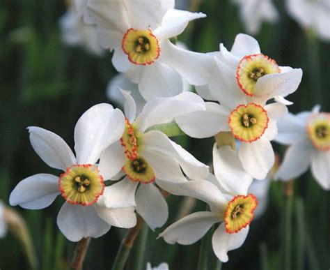 Narcissus Poeticus Var Recurvus Pheasants Eye Brent And Beckys