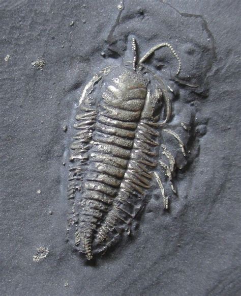 Trilobite Triarthrus Eatoni From New York With Legs And Antennae