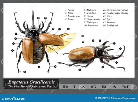 Rhino Beetle Facts