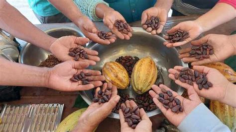 Gore Impulsa Elaboración De Derivados Del Cacao En Productores De