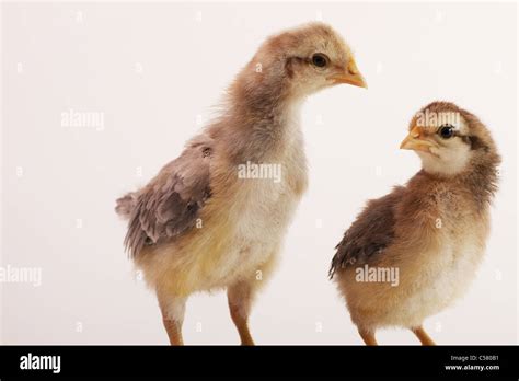 Two cream legbar chicks hi-res stock photography and images - Alamy