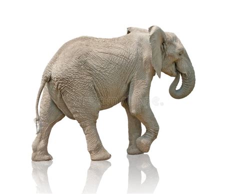 African Elephant Side View Isolated On White Stock Photo Image Of