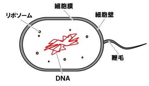 【高校生物基礎】真核細胞と原核細胞のポイント Tekibo