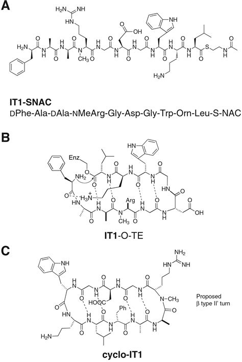 The Thioesterase Domain From A Nonribosomal Peptide Synthetase As A Cyclization Catalyst For