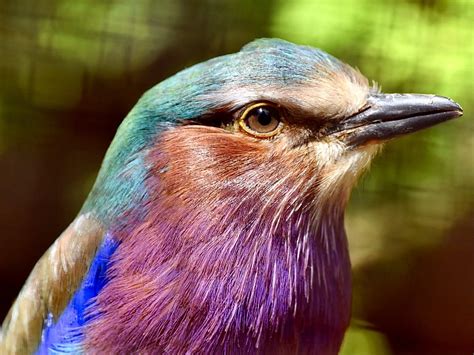 Lilac Breasted Roller Bird Of Africa HubPages