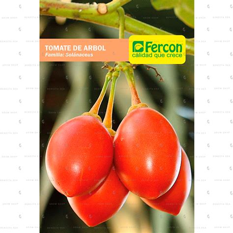 Semillas Frutales De Tomate De Arbol Fercon Benditaseagrowshop